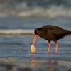 Ustricnik promenlivy - Haematopus unicolor - Variable oystercatcher - torea 4532
